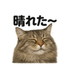 リアルでかわいい天気サイベリアン猫｜毎日（個別スタンプ：1）