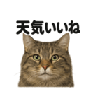 リアルでかわいい天気サイベリアン猫｜毎日（個別スタンプ：3）