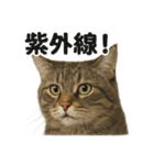 リアルでかわいい天気サイベリアン猫｜毎日（個別スタンプ：4）