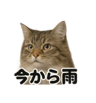 リアルでかわいい天気サイベリアン猫｜毎日（個別スタンプ：6）