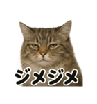 リアルでかわいい天気サイベリアン猫｜毎日（個別スタンプ：8）