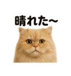 リアルでかわいい天気ペルシャ猫｜日常（個別スタンプ：1）