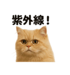 リアルでかわいい天気ペルシャ猫｜日常（個別スタンプ：4）