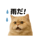 リアルでかわいい天気ペルシャ猫｜日常（個別スタンプ：5）