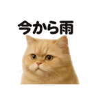 リアルでかわいい天気ペルシャ猫｜日常（個別スタンプ：6）