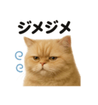 リアルでかわいい天気ペルシャ猫｜日常（個別スタンプ：8）