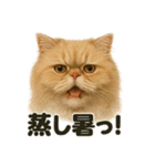 リアルでかわいい天気ペルシャ猫｜日常（個別スタンプ：9）