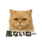 リアルでかわいい天気ペルシャ猫｜日常（個別スタンプ：10）