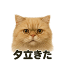 リアルでかわいい天気ペルシャ猫｜日常（個別スタンプ：11）
