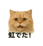 リアルでかわいい天気ペルシャ猫｜日常（個別スタンプ：12）