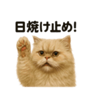 リアルでかわいい天気ペルシャ猫｜日常（個別スタンプ：13）