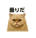 リアルでかわいい天気ペルシャ猫｜日常（個別スタンプ：14）