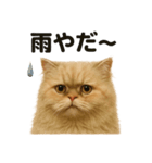 リアルでかわいい天気ペルシャ猫｜日常（個別スタンプ：15）