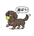ミニチュアダックス (ロング＋チョコタン)（個別スタンプ：1）