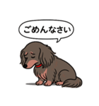 ミニチュアダックス (ロング＋チョコタン)（個別スタンプ：2）