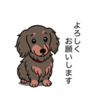 ミニチュアダックス (ロング＋チョコタン)（個別スタンプ：3）