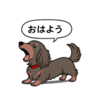 ミニチュアダックス (ロング＋チョコタン)（個別スタンプ：4）