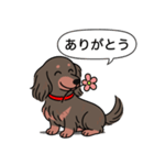ミニチュアダックス (ロング＋チョコタン)（個別スタンプ：5）