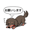 ミニチュアダックス (ロング＋チョコタン)（個別スタンプ：7）