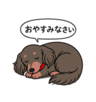ミニチュアダックス (ロング＋チョコタン)（個別スタンプ：9）