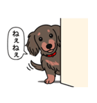 ミニチュアダックス (ロング＋チョコタン)（個別スタンプ：12）
