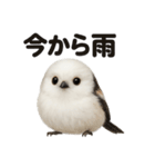 リアルでかわいい天気シマエナガ｜日常生活（個別スタンプ：5）
