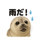 リアルでかわいい天気ワモンアザラシ（個別スタンプ：5）