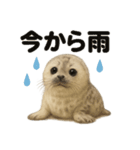 リアルでかわいい天気ワモンアザラシ（個別スタンプ：6）