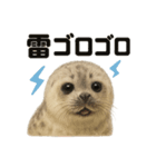 リアルでかわいい天気ワモンアザラシ（個別スタンプ：7）