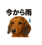 かわいい天気ミニチュアダックスフンド（個別スタンプ：5）