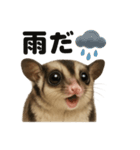 リアルでかわいい天気フクロモモンガ（個別スタンプ：5）
