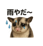 リアルでかわいい天気フクロモモンガ（個別スタンプ：16）