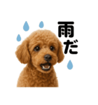 リアルでかわいい天気トイプードル｜日常（個別スタンプ：5）