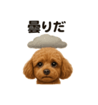 リアルでかわいい天気トイプードル｜日常（個別スタンプ：14）