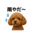 リアルでかわいい天気トイプードル｜日常（個別スタンプ：15）