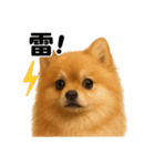リアルでかわいい天気ポメラニアン日常生活（個別スタンプ：1）