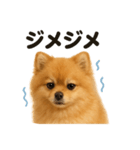 リアルでかわいい天気ポメラニアン日常生活（個別スタンプ：8）