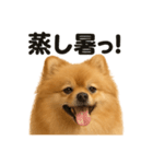 リアルでかわいい天気ポメラニアン日常生活（個別スタンプ：9）
