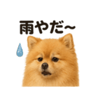 リアルでかわいい天気ポメラニアン日常生活（個別スタンプ：15）