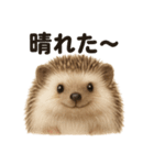 リアルでかわいい天気ハリネズミ｜日常生活（個別スタンプ：1）