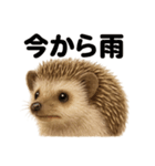 リアルでかわいい天気ハリネズミ｜日常生活（個別スタンプ：6）