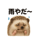 リアルでかわいい天気ハリネズミ｜日常生活（個別スタンプ：11）