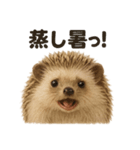 リアルでかわいい天気ハリネズミ｜日常生活（個別スタンプ：13）