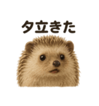 リアルでかわいい天気ハリネズミ｜日常生活（個別スタンプ：15）