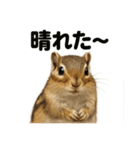 リアルでかわいい天気シマリス｜毎日使える（個別スタンプ：1）