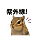 リアルでかわいい天気シマリス｜毎日使える（個別スタンプ：4）