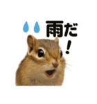 リアルでかわいい天気シマリス｜毎日使える（個別スタンプ：5）