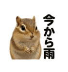 リアルでかわいい天気シマリス｜毎日使える（個別スタンプ：6）