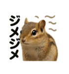 リアルでかわいい天気シマリス｜毎日使える（個別スタンプ：8）