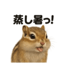 リアルでかわいい天気シマリス｜毎日使える（個別スタンプ：9）
